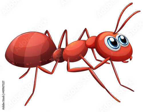 An ant crawling