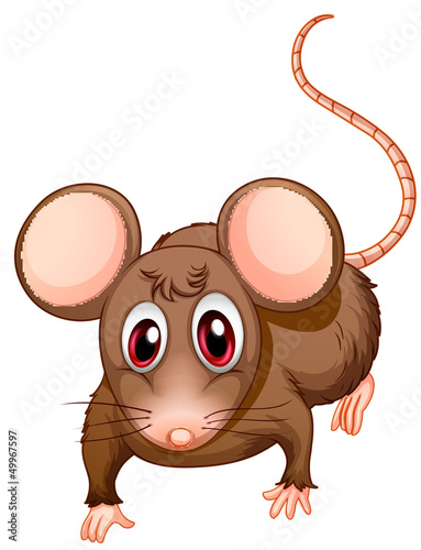 A front view of the brown rat