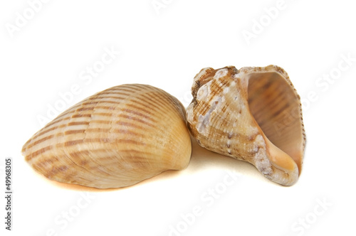 Two seashells over white background