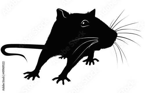 Rats of the mouse rodents animals cheese