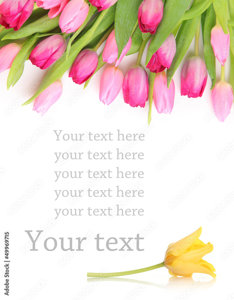 pink tulips and yellow - obrazy, fototapety, plakaty 