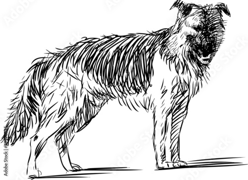 sheepdog