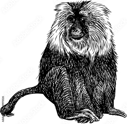 shaggy monkey