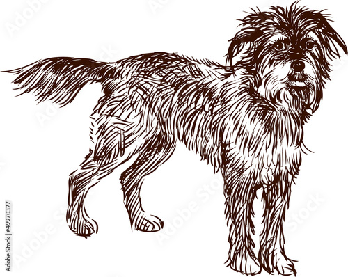 shaggy dog