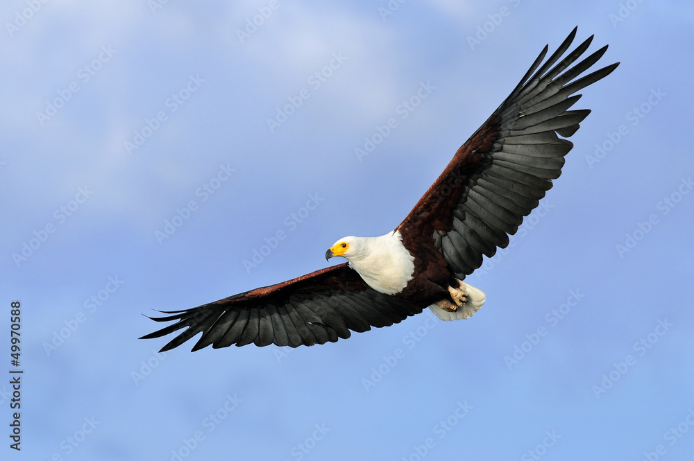 Fototapeta premium African fish eagle