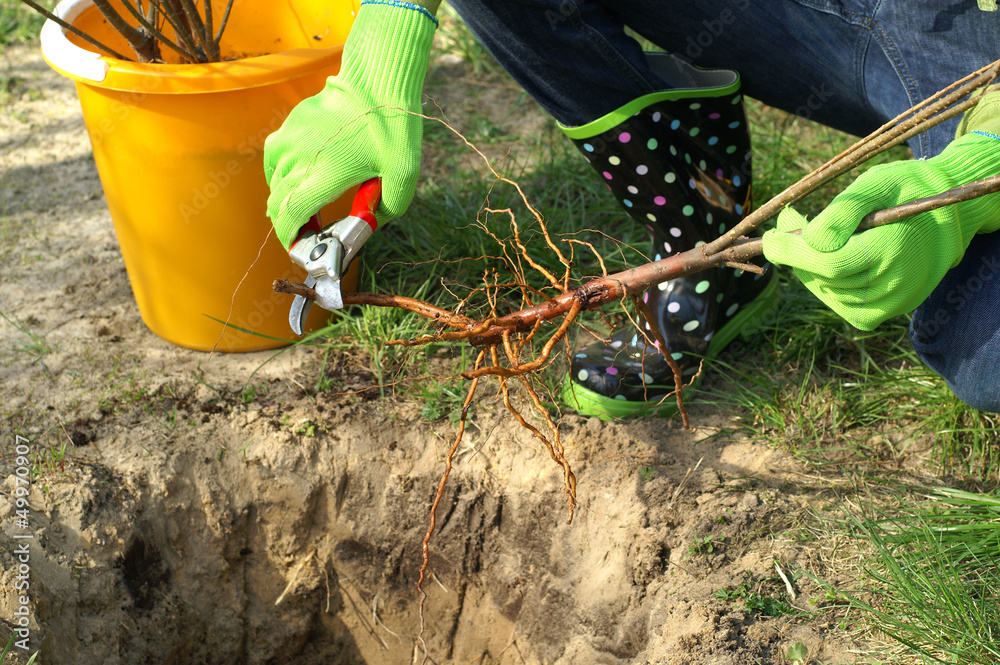 Fototapeta premium Planting - root pruning secateurs