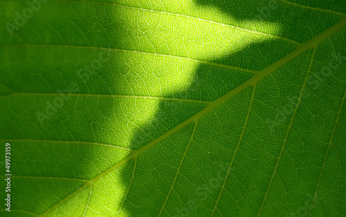 Green leaf macro shot photo