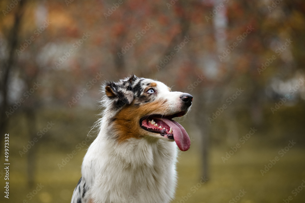 young merle Australian shepherd portrait in autumn young merle Australian shepherd portrait in autumn