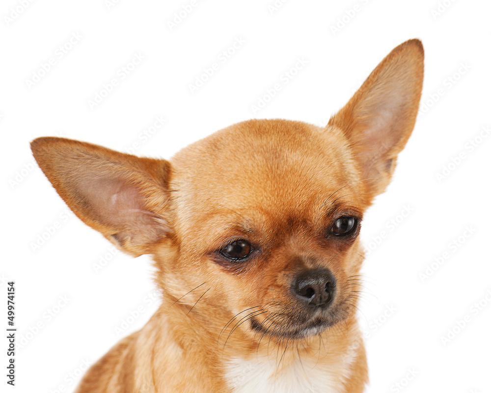 chihuahua dog isolated on white background