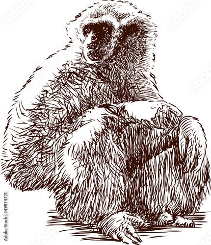 sitting gibbon