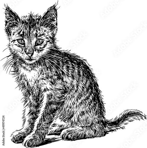 sitting kitten