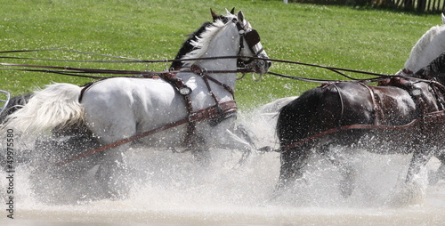 Gespann im Wasser