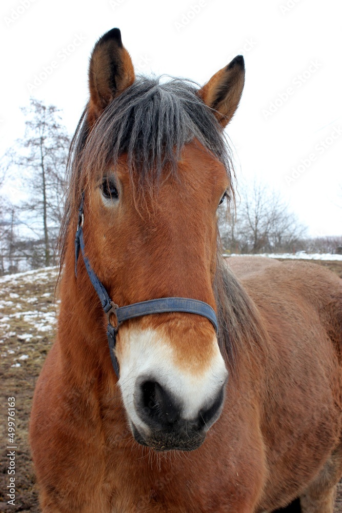 Naklejka premium Kaltblutpferd
