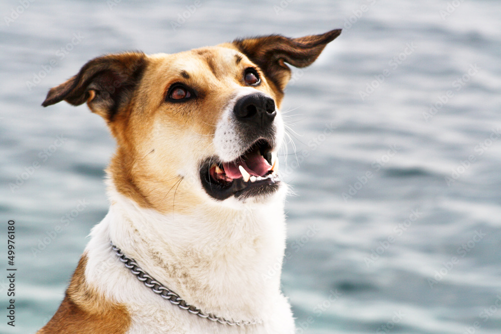 Hund am Meer, Portrait, 104 Hund am Meer, Portrait, 104