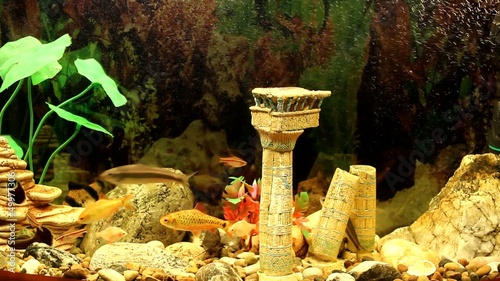View aquarium with barbs
