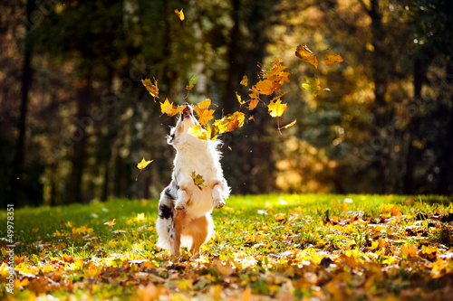 young Australian shepherd playing with leaves