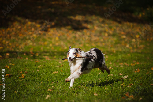young merle Australian shepherd running in autumn