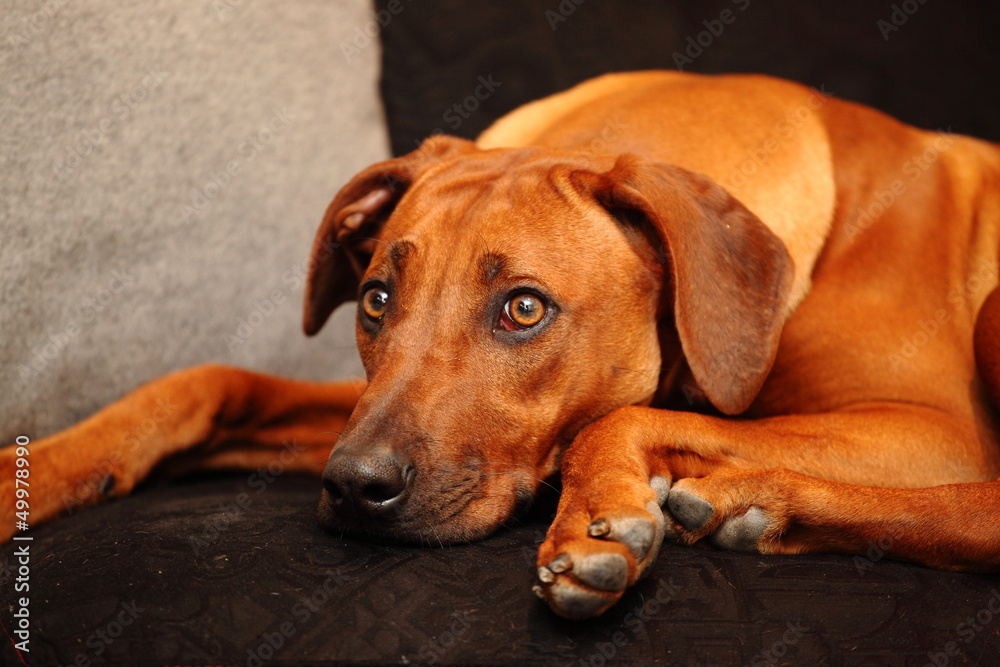 rhodesian rhodesian