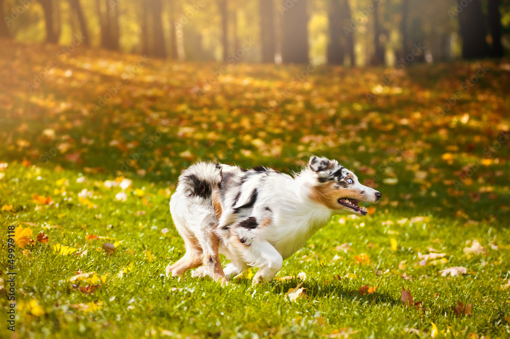 young merle Australian shepherd running in autumn young merle Australian shepherd running in autumn
