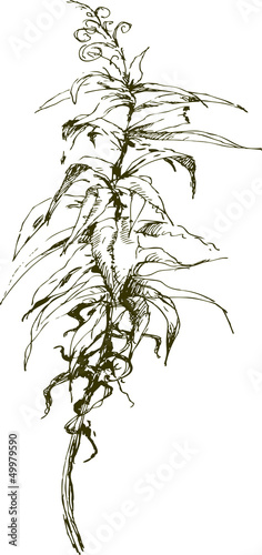 sketch  of plant