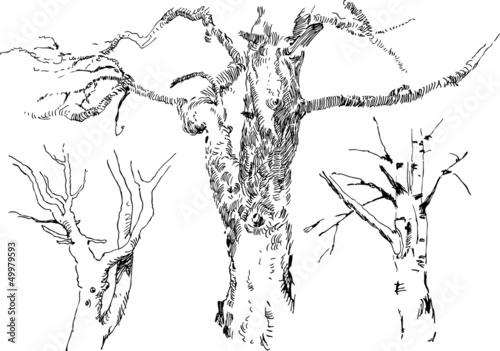 sketches of trees