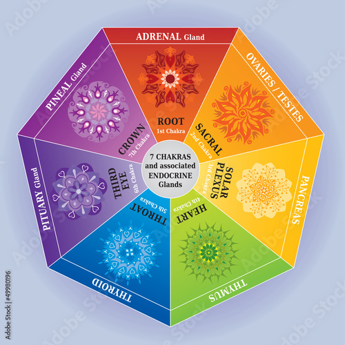 Illustration 7 Couleurs Chakras Mandalas + Glandes Endocrines