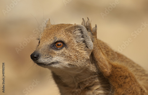 Yellow mongoose