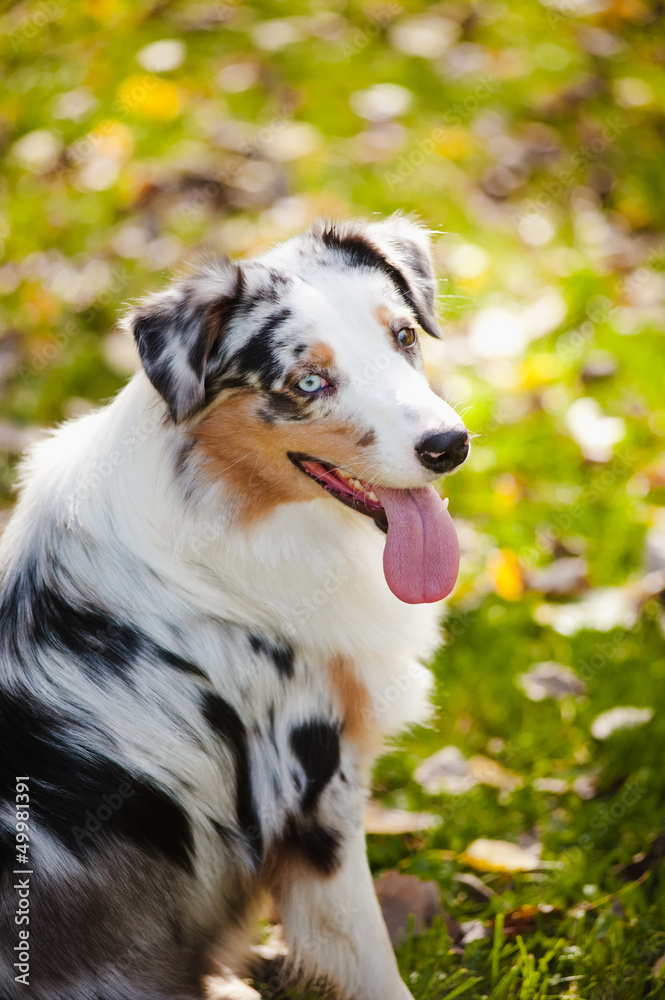 young merle Australian shepherd portrait in autumn young merle Australian shepherd portrait in autumn