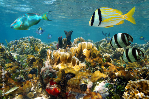 Shallow coral reef underwater with colorful tropical fish, Caribbean sea, Mexico