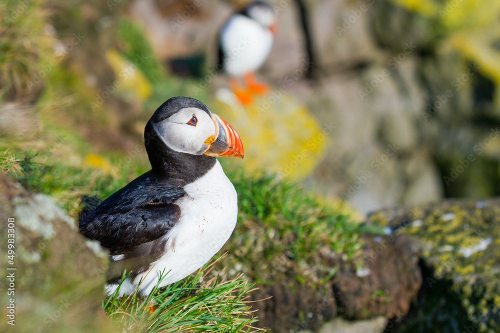 Puffin On Iceland