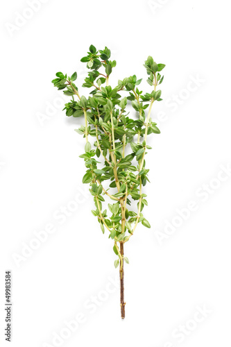 Herbs Series - Thyme