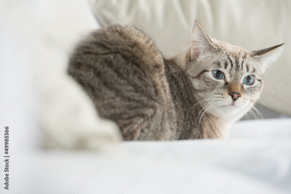 Cute tabby cat at home - laying on sofa and looking wary