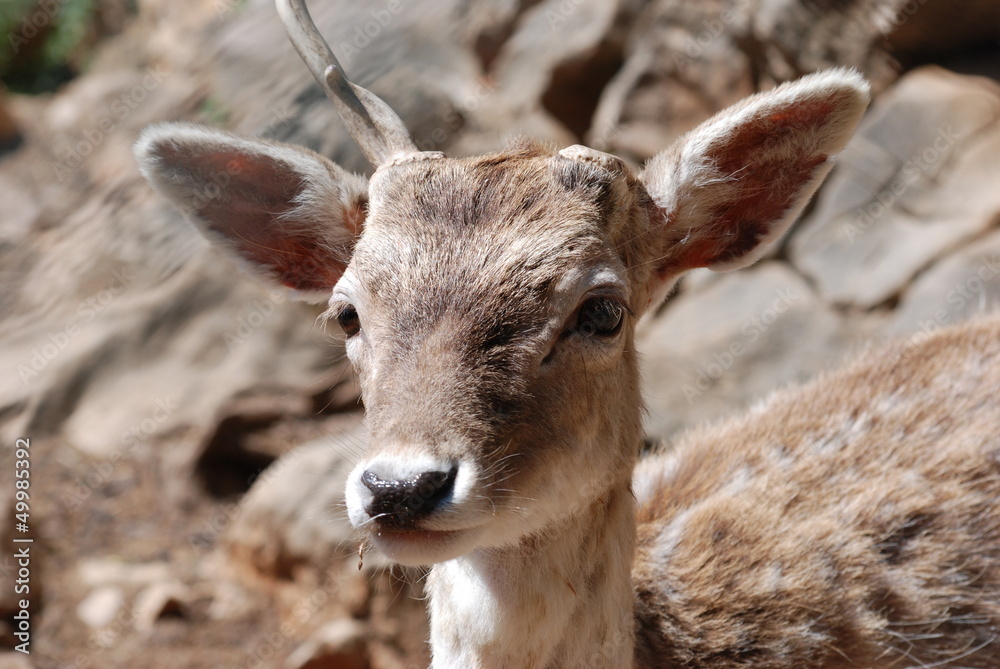 biche biche