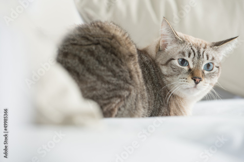 Cute tabby cat at home - laying on sofa and looking wary