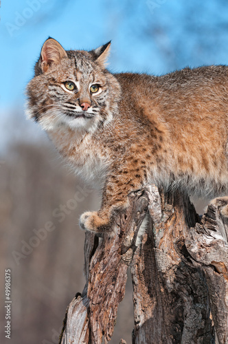 Bobcat (Lynx rufus) Turns Right on Stump