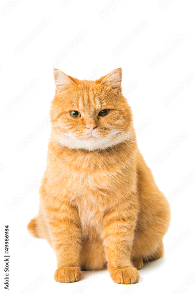 ginger cat isolated ginger cat isolated