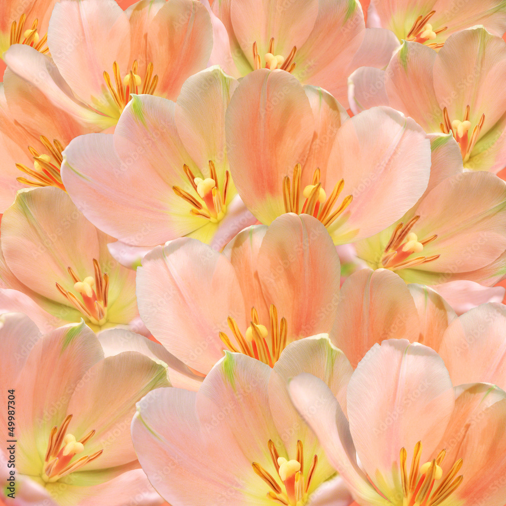Pink tulips decoration