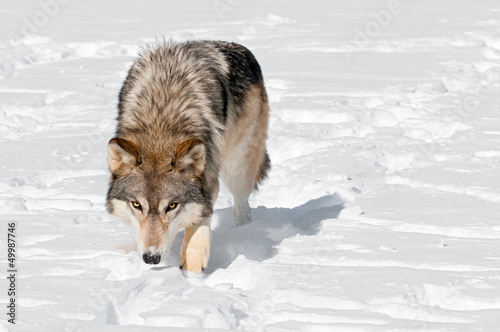 Foto Grey Wolf (Canis lupus) Prowls Toward Viewer Through Snow