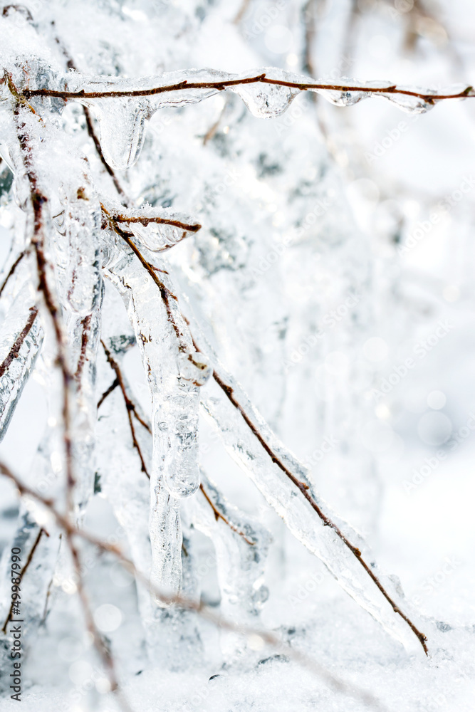 Closeup of icy frozen branches