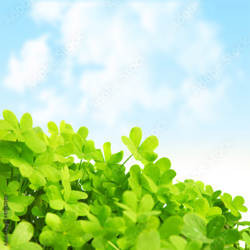 Green fresh clover field photo