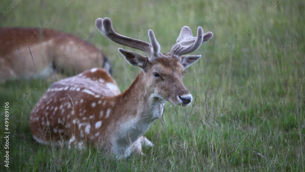 fallow deer grazing fallow deer grazing
