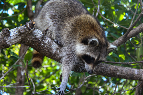 Waschbär greift nach Futter