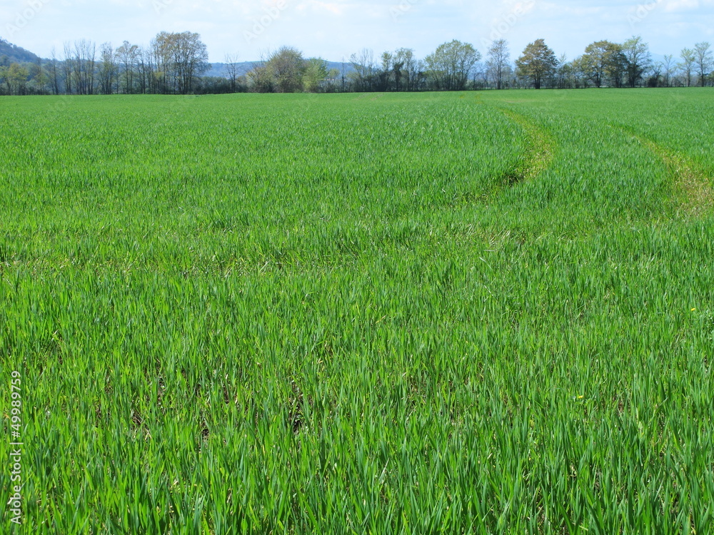 Obraz premium Cultivation in the Tiber valley, near Rome - Italy