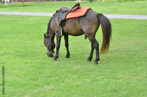 Beautiful brown horse on green lawn or meadow © chokniti