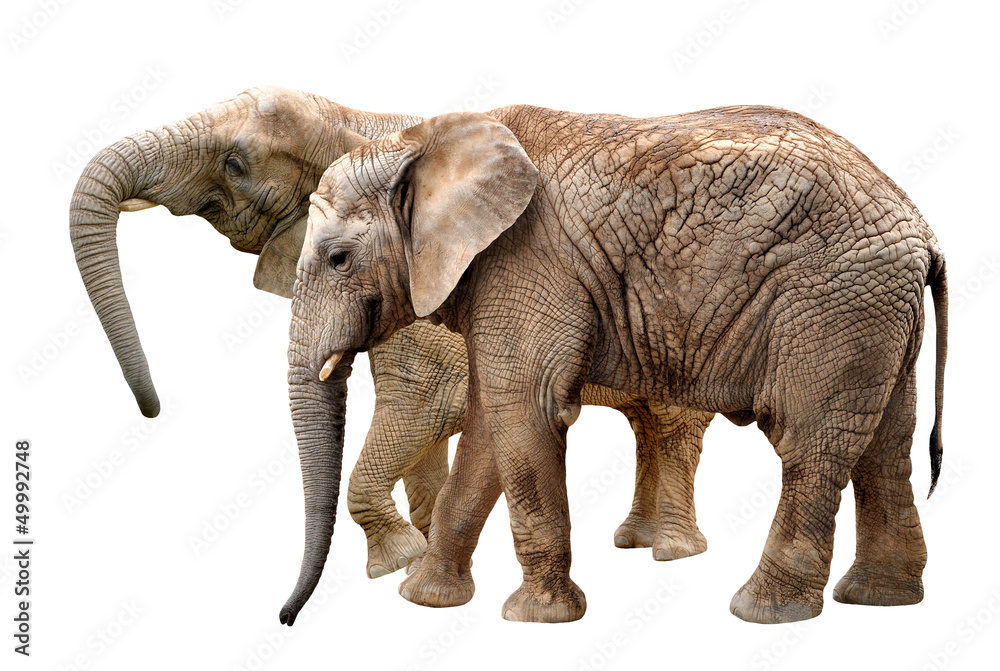 Fototapeta premium African elephants isolated on white