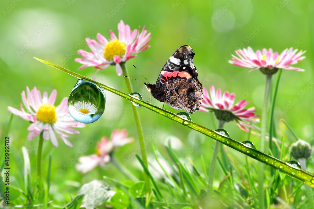 Naklejka premium water drop on green grass with butterfly