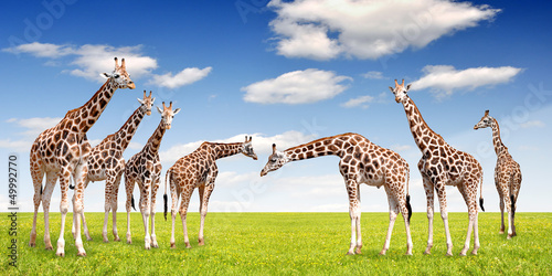 Photography herd of giraffes
