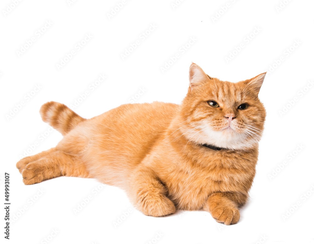 ginger cat isolated