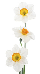 Foto auf Acrylglas Narzisse daffodil  © _Vilor