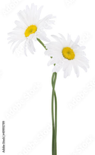 Fototapeta Naklejka Na Ścianę i Meble -  daisy